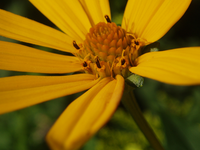 Heliopsis helianthoides (Smooth oxeye) #37293