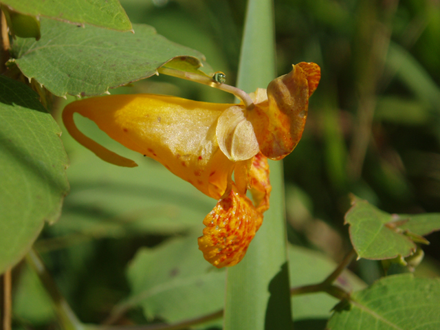 Impatiens capensis (Jewelweed) #37297