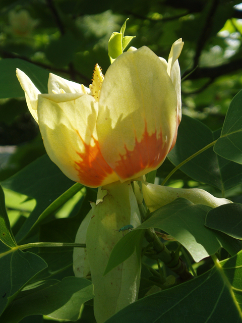 Liriodendron tulipifera (Tulip tree) #37304
