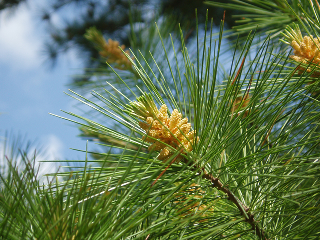 Pinus strobus (Eastern white pine) #37338