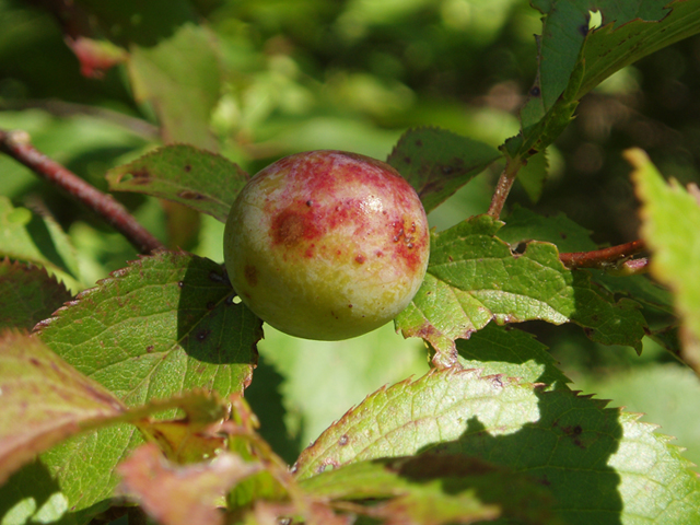Prunus americana (American plum) #37343