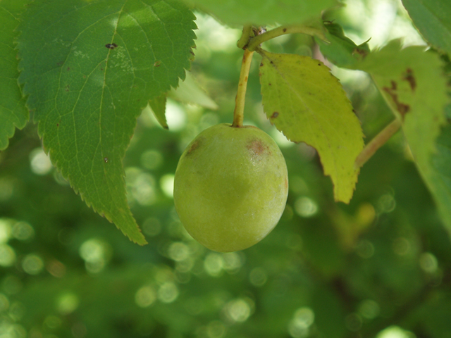Prunus americana (American plum) #37344