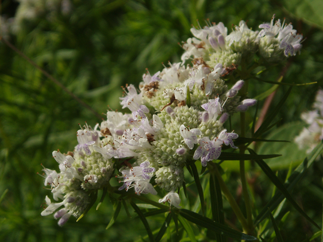 Pycnanthemum tenuifolium (Narrowleaf mountain mint) #37356