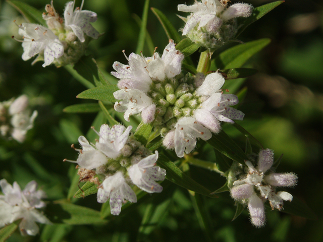 Pycnanthemum virginianum (Virginia mountain mint) #37363
