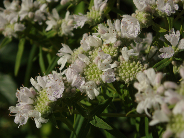 Pycnanthemum virginianum (Virginia mountain mint) #37365