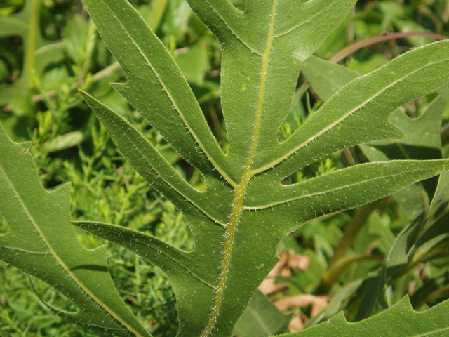 Silphium laciniatum (Compassplant) #37401