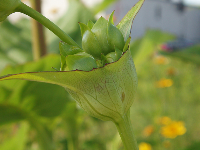Silphium perfoliatum (Cup plant) #37409