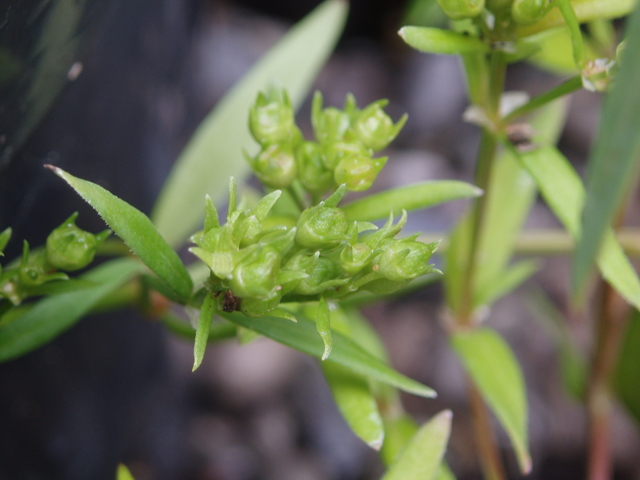 Houstonia longifolia (Longleaf summer bluet) #47386