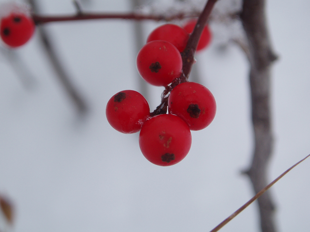 Ilex verticillata (Common winterberry) #47394