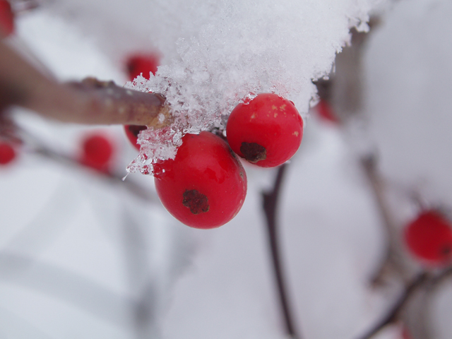 Ilex verticillata (Common winterberry) #47395