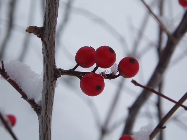 Ilex verticillata (Common winterberry) #47397