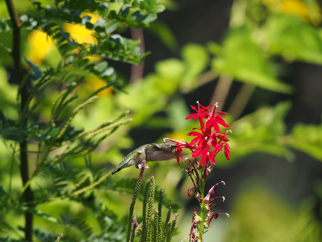 Lobelia cardinalis (Cardinal flower) #47413