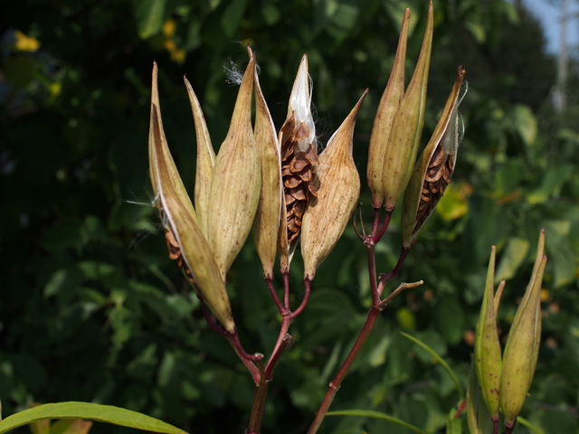 Asclepias incarnata (Swamp milkweed) #58870