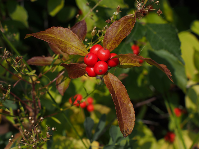 Ilex verticillata (Common winterberry) #58902