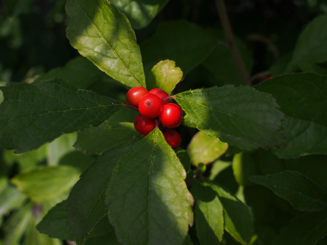 Ilex verticillata (Common winterberry) #58903