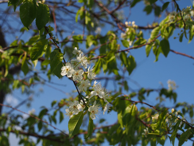 Prunus pensylvanica (Pin cherry) #58919