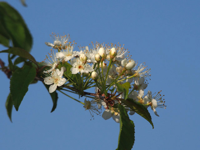 Prunus pensylvanica (Pin cherry) #58920