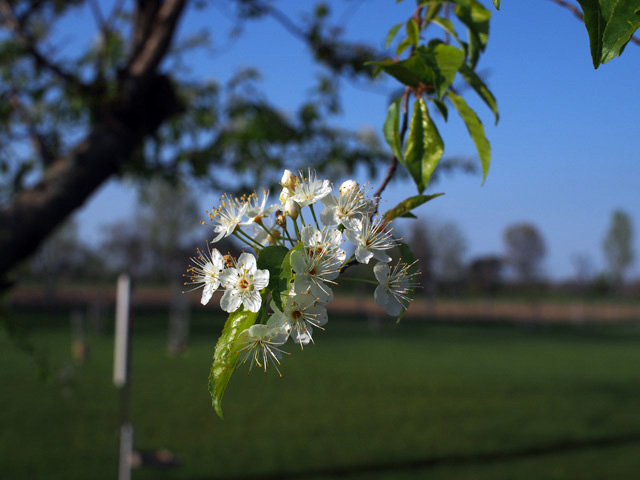 Prunus pensylvanica (Pin cherry) #58921