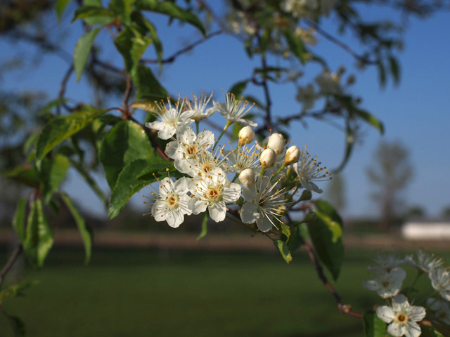 Prunus pensylvanica (Pin cherry) #58922
