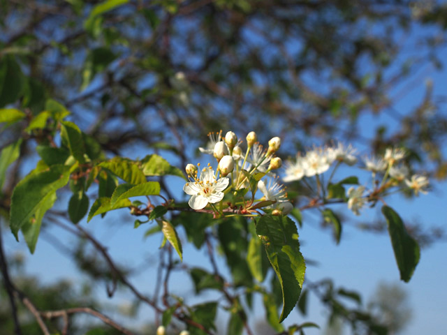 Prunus pensylvanica (Pin cherry) #58923