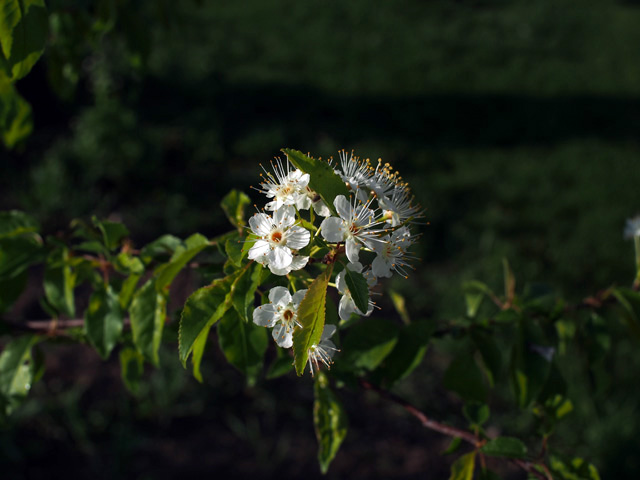 Prunus pensylvanica (Pin cherry) #58924
