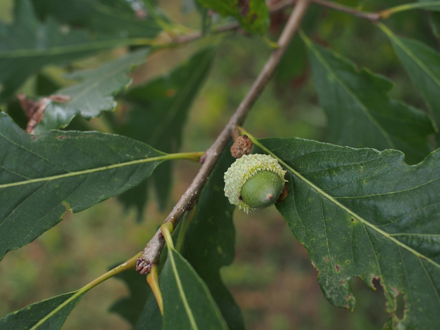 Quercus macrocarpa (Bur oak) #58927