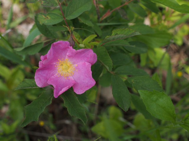 Rosa blanda (Smooth rose) #58929