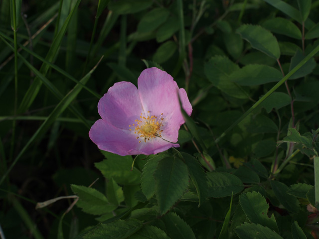 Rosa blanda (Smooth rose) #58934