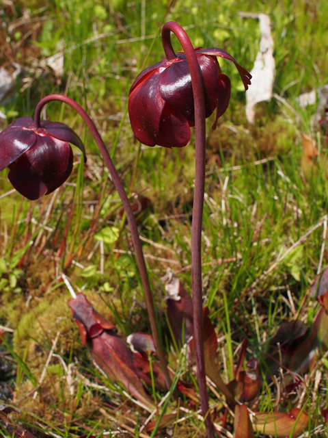 Sarracenia purpurea (Purple pitcherplant) #58949