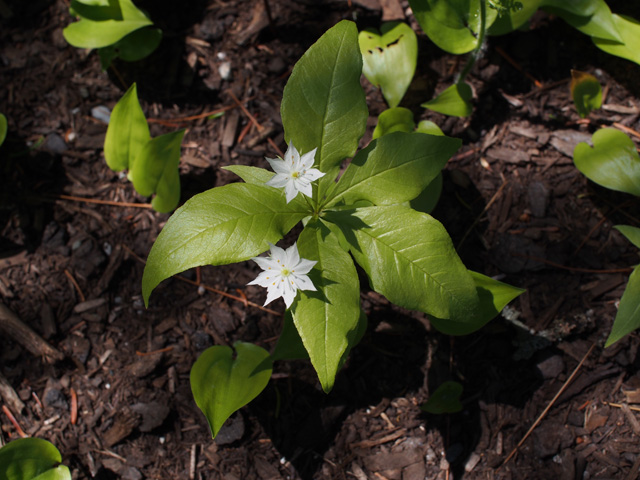 Trientalis borealis (Starflower) #58952