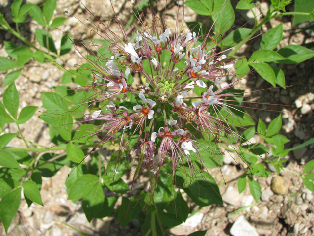 Polanisia dodecandra ssp. trachysperma (Sandyseed clammyweed) #28191