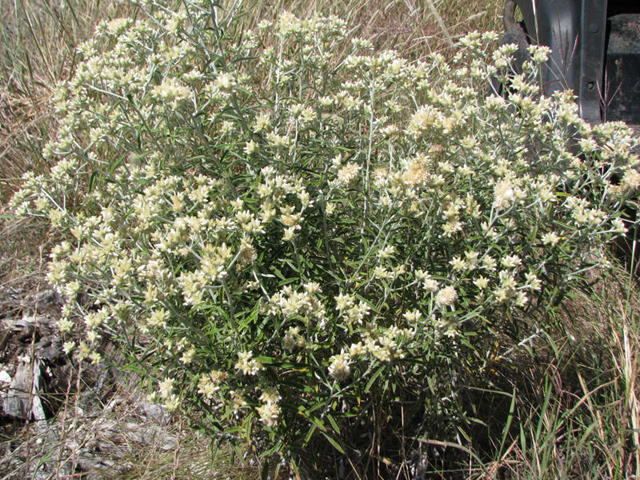 Pseudognaphalium obtusifolium ssp. obtusifolium (Blunt-leaf rabbit-tobacco) #28549