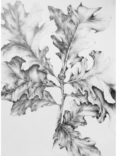 Quercus macrocarpa (Bur oak) #50467