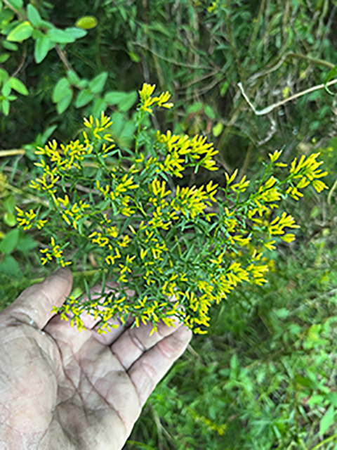 Euthamia leptocephala (Bushy goldentop) #89935