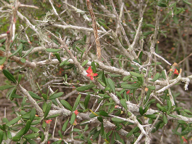 Castela erecta ssp. texana (Texan goatbush) #76282