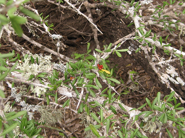 Castela erecta ssp. texana (Texan goatbush) #76283