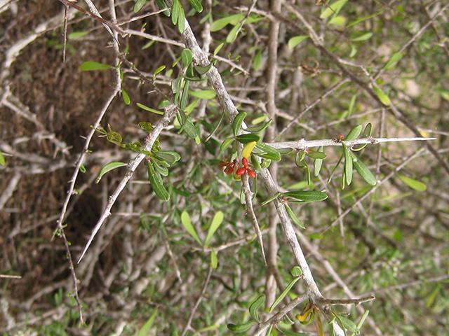 Castela erecta ssp. texana (Texan goatbush) #76284