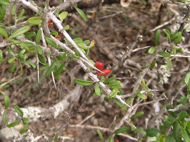 Castela erecta ssp. texana (Texan goatbush) #76285