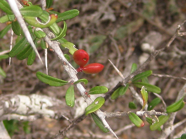 Castela erecta ssp. texana (Texan goatbush) #76286