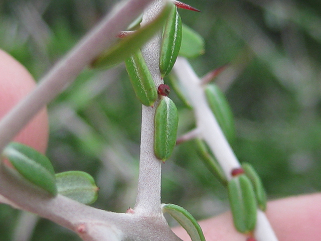 Castela erecta ssp. texana (Texan goatbush) #76292