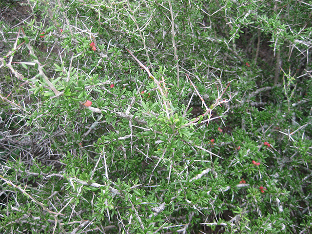 Castela erecta ssp. texana (Texan goatbush) #76293