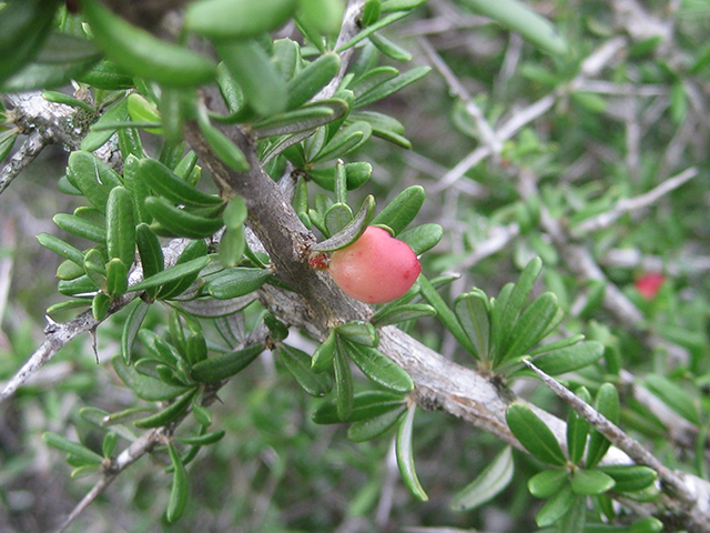 Castela erecta ssp. texana (Texan goatbush) #76294