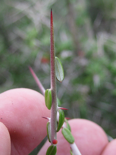 Castela erecta ssp. texana (Texan goatbush) #76295