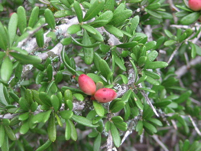 Castela erecta ssp. texana (Texan goatbush) #76296