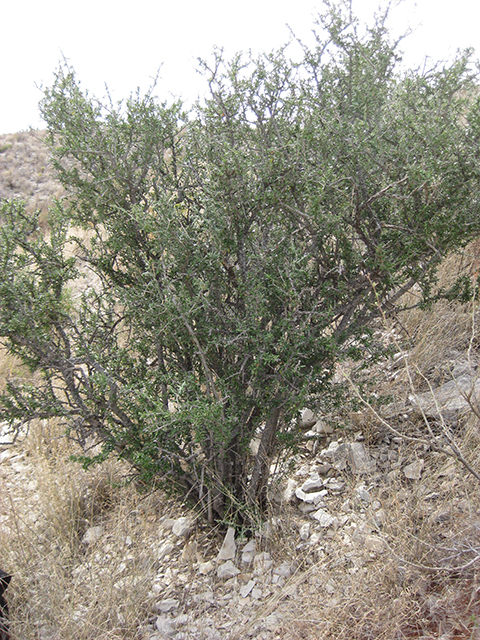 Castela erecta ssp. texana (Texan goatbush) #76298