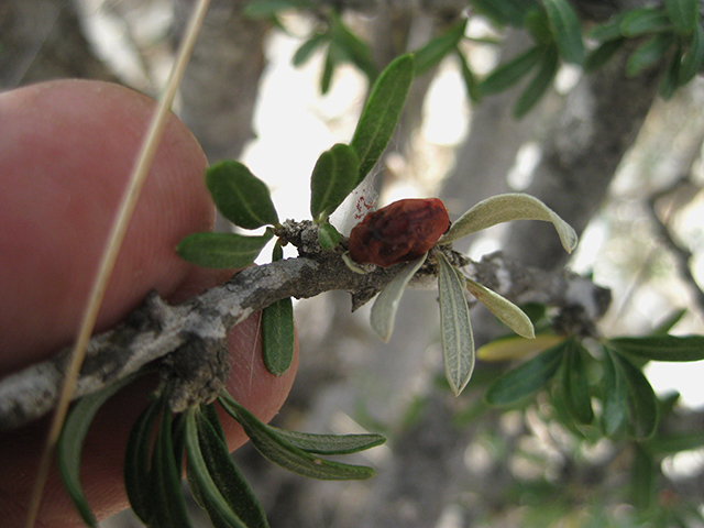 Castela erecta ssp. texana (Texan goatbush) #76299