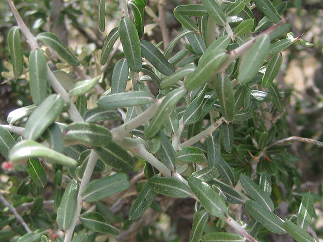 Castela erecta ssp. texana (Texan goatbush) #76302