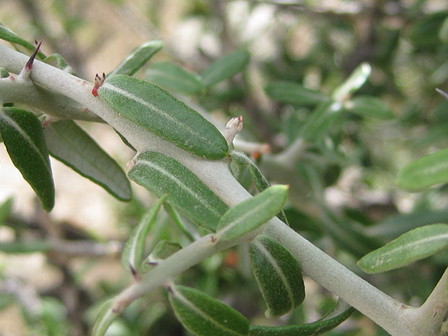 Castela erecta ssp. texana (Texan goatbush) #76303