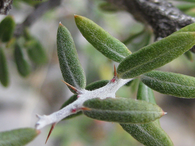 Castela erecta ssp. texana (Texan goatbush) #76304