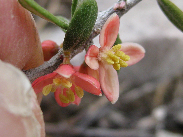 Castela erecta ssp. texana (Texan goatbush) #76305
